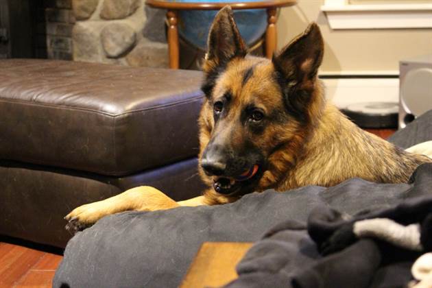 boris german shepard